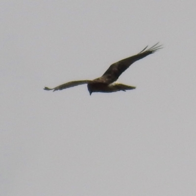 Circus approximans (Swamp Harrier) at Rendezvous Creek, ACT - 11 Apr 2021 by HelenCross