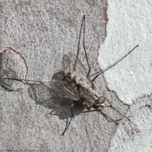 Senostoma sp. (genus) at Forde, ACT - 13 Apr 2021