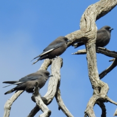 Artamus cyanopterus cyanopterus (Dusky Woodswallow) at Namadgi National Park - 11 Apr 2021 by HelenCross