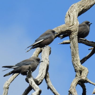 Artamus cyanopterus cyanopterus (Dusky Woodswallow) at Namadgi National Park - 11 Apr 2021 by HelenCross