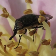 Stomorhina sp. (genus) (Snout fly) at Narrabundah, ACT - 9 Apr 2021 by RobParnell