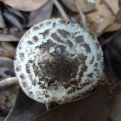 Agaricus sp. at Cook, ACT - 10 Apr 2021 by drakes