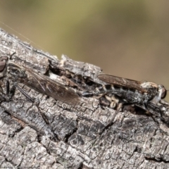 Cerdistus exilis (Robber Fly) at Forde, ACT - 13 Apr 2021 by Roger