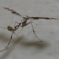 Sphenarches anisodactylus at Narrabundah, ACT - 8 Apr 2021