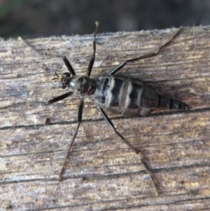 Boreoides subulatus at Narrabundah, ACT - 8 Apr 2021