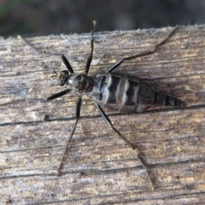 Boreoides subulatus (Wingless Soldier Fly) at Narrabundah, ACT - 7 Apr 2021 by RobParnell