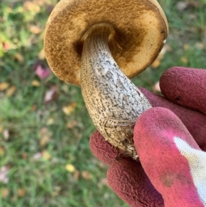 Leccinum scabrum at Murrumbateman, NSW - 12 Apr 2021 03:56 PM