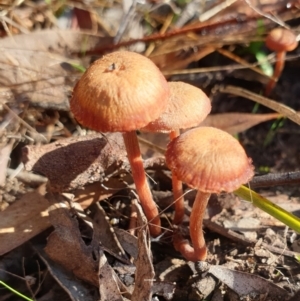 Laccaria sp. at Cook, ACT - 13 Apr 2021