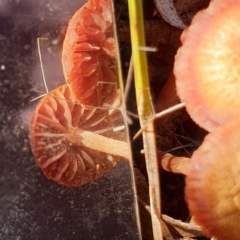 Laccaria sp. at Cook, ACT - 13 Apr 2021