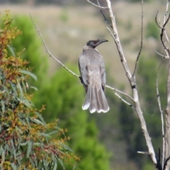 Philemon corniculatus (Noisy Friarbird) at Holt, ACT - 31 Mar 2021 by RobParnell
