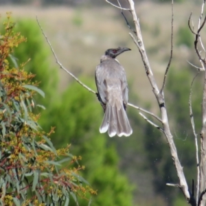 Philemon corniculatus at Holt, ACT - 1 Apr 2021