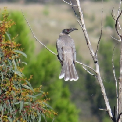 Philemon corniculatus (Noisy Friarbird) at Holt, ACT - 1 Apr 2021 by RobParnell