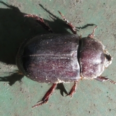 Dynastinae (subfamily) (Unidentified rhinoceros or elephant beetle) at Narrabundah, ACT - 25 Mar 2021 by RobParnell