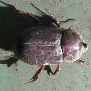 Dynastinae (subfamily) at Narrabundah, ACT - 25 Mar 2021 05:05 PM