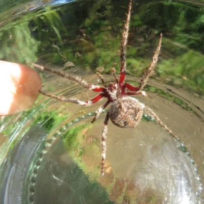 Hortophora sp. (genus) (Garden orb weaver) at Narrabundah, ACT - 25 Mar 2021 by RobParnell