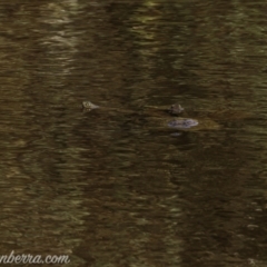 Chelodina longicollis (Eastern Long-necked Turtle) at Symonston, ACT - 11 Apr 2021 by BIrdsinCanberra