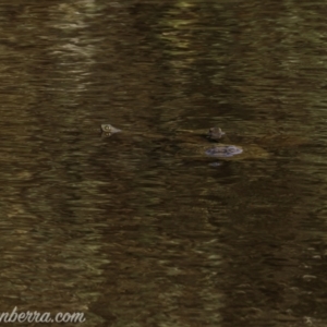 Chelodina longicollis at Symonston, ACT - 11 Apr 2021