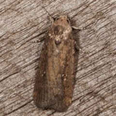 Athetis tenuis (Plain Tenuis Moth) at Melba, ACT - 8 Apr 2021 by kasiaaus