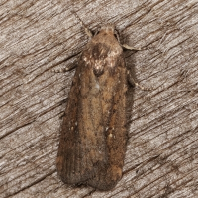 Athetis tenuis (Plain Tenuis Moth) at Melba, ACT - 8 Apr 2021 by kasiaaus