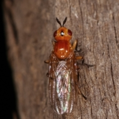 Pyrgotidae sp. (family) (A pyrgotid fly) at Melba, ACT - 8 Apr 2021 by kasiaaus