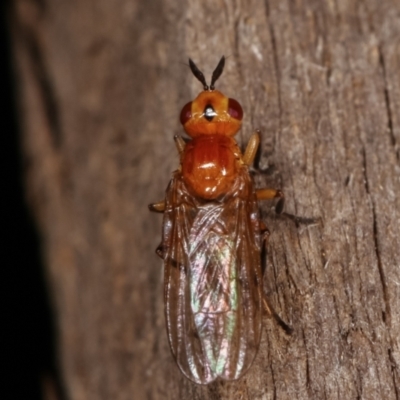Pyrgotidae sp. (family) (A pyrgotid fly) at Melba, ACT - 8 Apr 2021 by kasiaaus