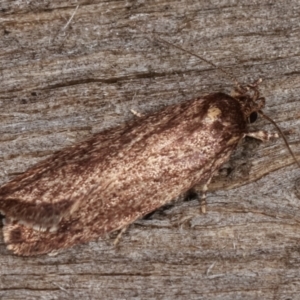 Oenochroa and Artiastis (genera) at Melba, ACT - 8 Apr 2021 09:42 PM