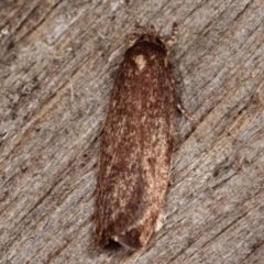 Oenochroa and Artiastis (genera) at Melba, ACT - 8 Apr 2021 09:42 PM