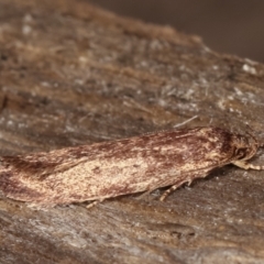 Oenochroa and Artiastis (genera) at Melba, ACT - 8 Apr 2021 09:42 PM