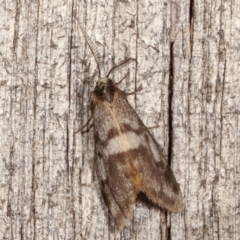 Anestia (genus) (A tiger moth) at Melba, ACT - 8 Apr 2021 by kasiaaus
