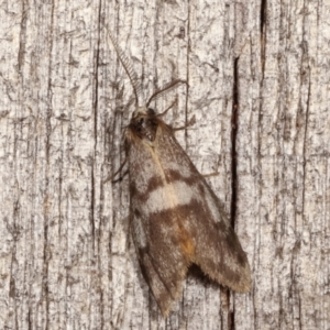 Anestia (genus) at Melba, ACT - 8 Apr 2021 09:43 PM