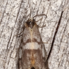 Anestia (genus) at Melba, ACT - 8 Apr 2021 09:43 PM