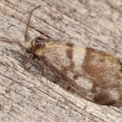 Anestia (genus) at Melba, ACT - 8 Apr 2021 09:43 PM