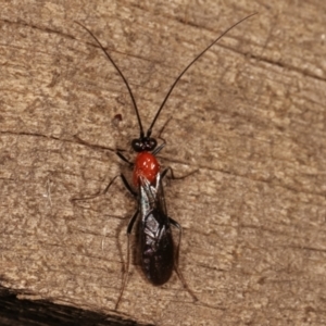 Braconidae (family) at Melba, ACT - 8 Apr 2021 09:43 PM