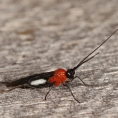 Braconidae (family) at Melba, ACT - 8 Apr 2021 09:43 PM