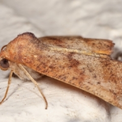 Mnesampela privata (Autumn Gum Moth) at Melba, ACT - 8 Apr 2021 by kasiaaus