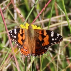 Vanessa kershawi (Australian Painted Lady) at Tennent, ACT - 13 Apr 2021 by RodDeb