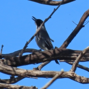 Cracticus torquatus at Tennent, ACT - 13 Apr 2021 01:13 PM