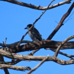 Cracticus torquatus at Tennent, ACT - 13 Apr 2021 01:13 PM