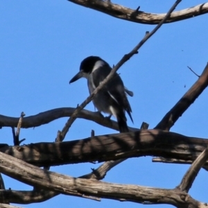 Cracticus torquatus at Tennent, ACT - 13 Apr 2021 01:13 PM