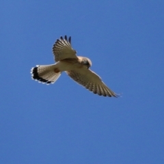 Falco cenchroides at Tharwa, ACT - 13 Apr 2021