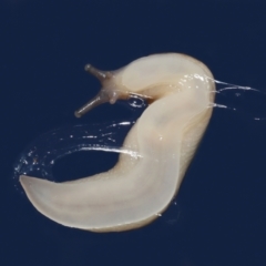 Ambigolimax nyctelia (Striped Field Slug) at Evatt, ACT - 6 Apr 2021 by TimL