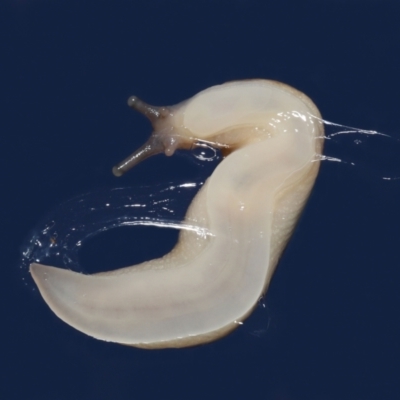 Ambigolimax sp. (valentius and waterstoni) (Striped Field Slug) at Evatt, ACT - 6 Apr 2021 by TimL