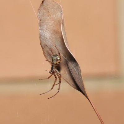 Phonognatha graeffei (Leaf Curling Spider) at Evatt, ACT - 5 Apr 2021 by TimL