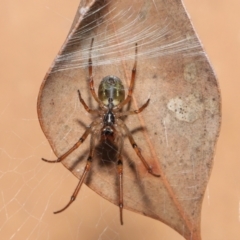 Phonognatha graeffei at Evatt, ACT - 5 Apr 2021