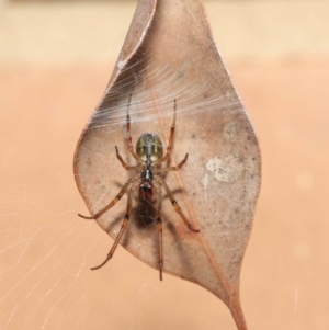 Phonognatha graeffei at Evatt, ACT - 5 Apr 2021