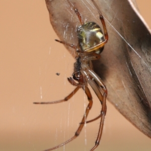 Phonognatha graeffei at Evatt, ACT - 5 Apr 2021