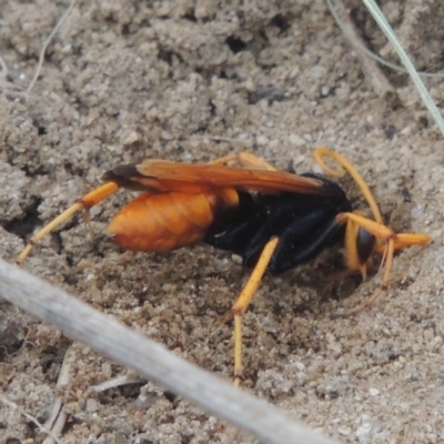 Cryptocheilus bicolor (Orange Spider Wasp) at Tuggeranong DC, ACT - 22 Feb 2021 by michaelb