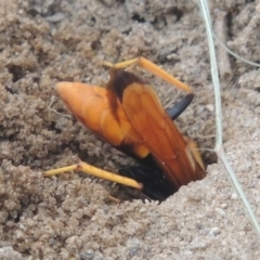 Cryptocheilus bicolor at Tuggeranong DC, ACT - 22 Feb 2021