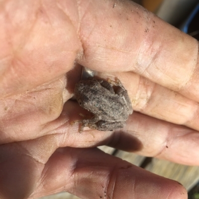 Litoria peronii (Peron's Tree Frog, Emerald Spotted Tree Frog) at Flea Bog Flat to Emu Creek Corridor - 13 Apr 2021 by jgiacon