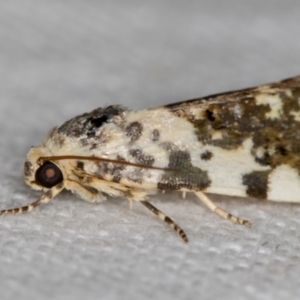 Acontia nivipicta at Melba, ACT - 3 Nov 2018 12:43 AM